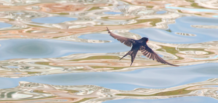 Oskar Wilde Szokács Eszter-04