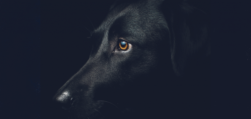 Tor Åge Bringsværd: Vau Kovács Gergely-01