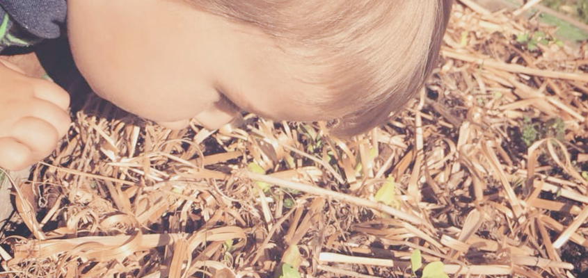 Agócs Írisz Márkó bácsi kertje-01