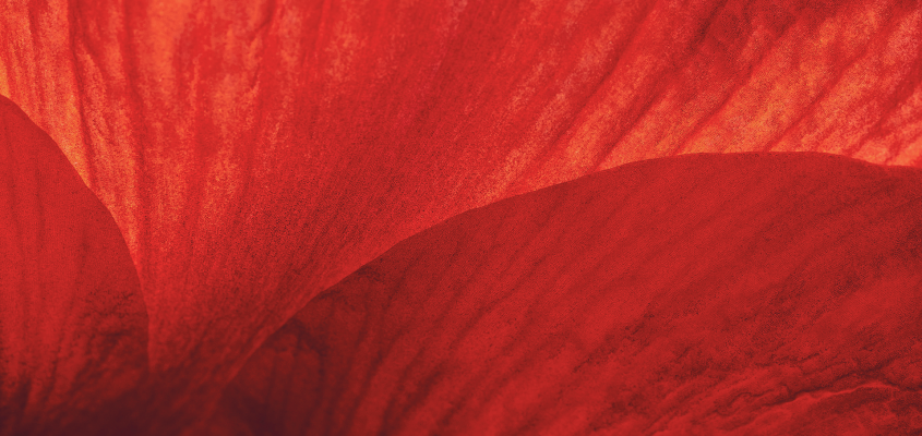 hoHódosy Annamária PIROSKA TANULMÁNY-08