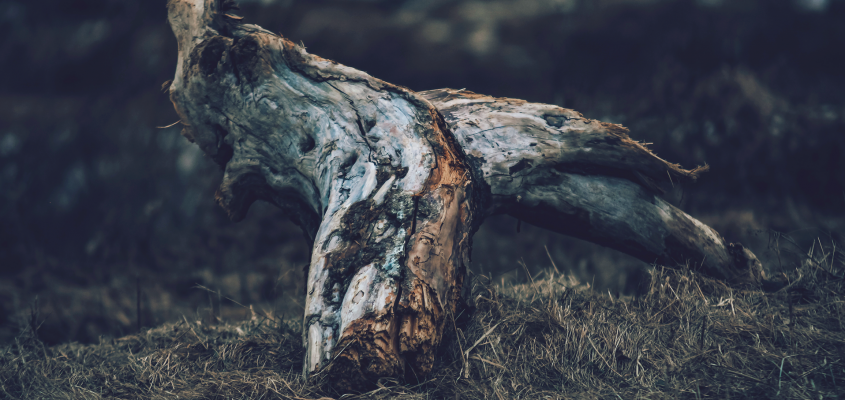 Majoros Nóra Néma táltos-02