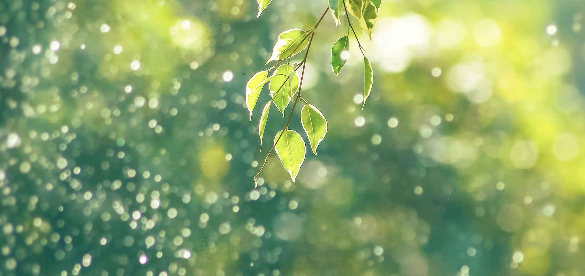 Kele Vuk Fekete Istvan-02