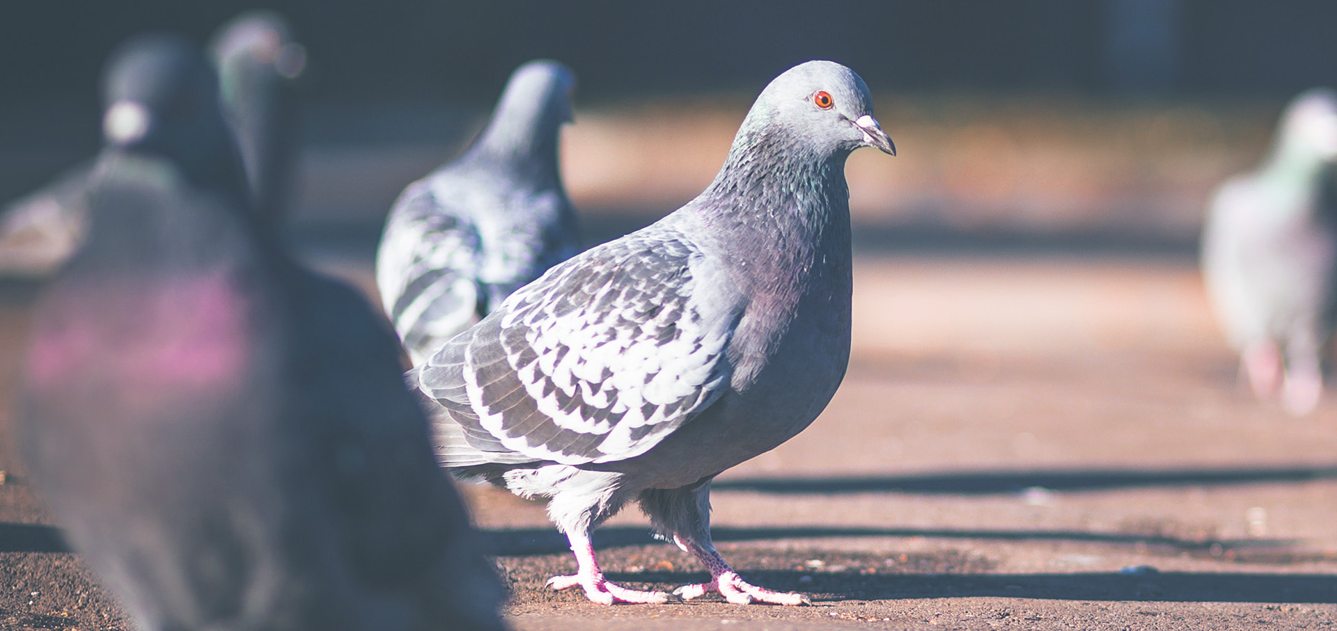 David Almond  Skellig P N Elza-01