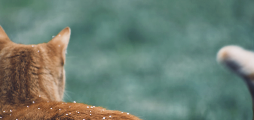 Lovász Andrea körkérdés