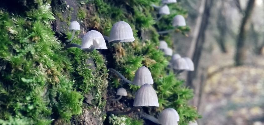 vissza a rengetegbe RUSVAI MÓNIKA-02